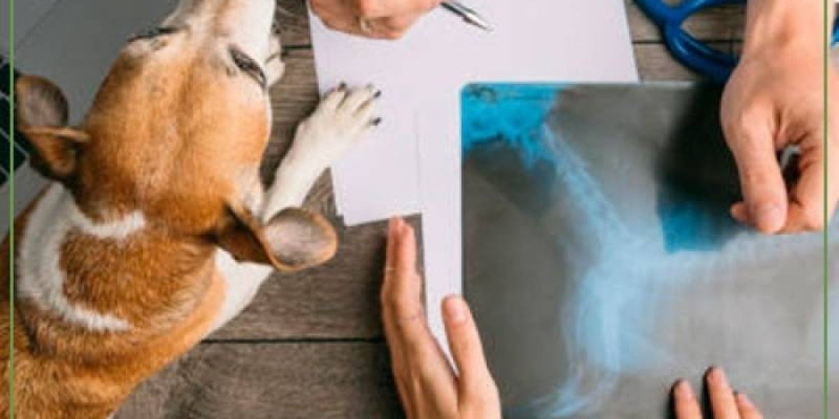 What to Expect When Your Pet Has an Electrocardiogram